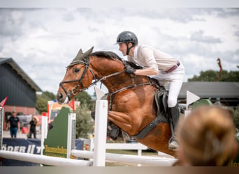 Westfaal, Ruin, 6 Jaar, 167 cm, Bruin