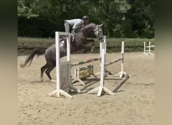 Westfaal, Ruin, 6 Jaar, 167 cm, Schimmel