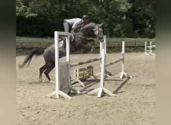 Westfaal, Ruin, 6 Jaar, 167 cm