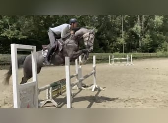 Westfaal, Ruin, 6 Jaar, 167 cm