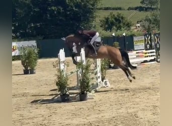 Westfaal, Ruin, 6 Jaar, 168 cm, Bruin