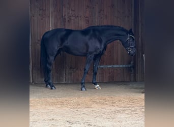 Westfaal, Ruin, 6 Jaar, 168 cm, Donkerbruin