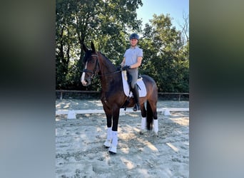Westfaal, Ruin, 6 Jaar, 168 cm, Donkerbruin