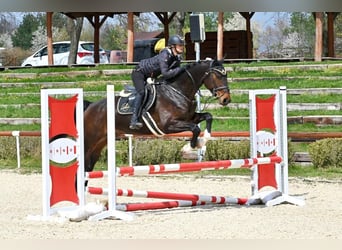 Westfaal, Ruin, 6 Jaar, 168 cm, Donkerbruin