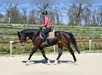 Westfaal, Ruin, 6 Jaar, 168 cm, Donkerbruin