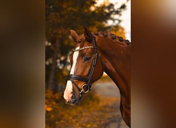 Westfaal, Ruin, 6 Jaar, 168 cm, Donkere-vos