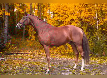 Westfaal, Ruin, 6 Jaar, 168 cm, Donkere-vos