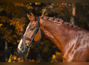 Westfaal, Ruin, 6 Jaar, 168 cm, Donkere-vos