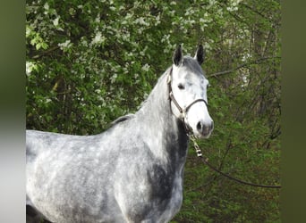 Westfaal, Ruin, 6 Jaar, 168 cm, Schimmel