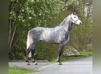 Westfaal, Ruin, 6 Jaar, 168 cm, Schimmel