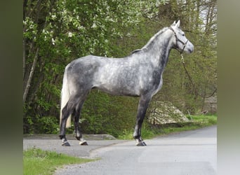 Westfaal, Ruin, 6 Jaar, 168 cm, Schimmel