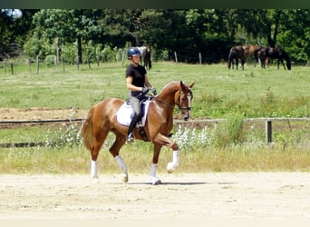 Westfaal, Ruin, 6 Jaar, 168 cm, Vos