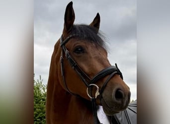 Westfaal, Ruin, 6 Jaar, 169 cm, Bruin