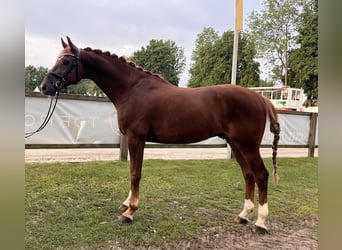Westfaal, Ruin, 6 Jaar, 169 cm, Vos