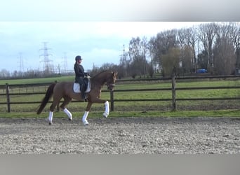 Westfaal, Ruin, 6 Jaar, 170 cm, Vos