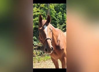 Westfaal, Ruin, 6 Jaar, 170 cm, Vos