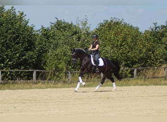 Westfaal, Ruin, 6 Jaar, 170 cm, Zwart
