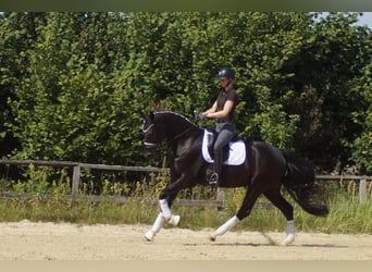 Westfaal, Ruin, 6 Jaar, 170 cm, Zwart