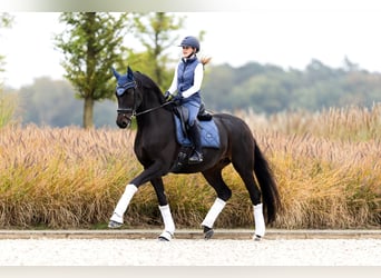 Westfale, Wallach, 6 Jahre, 171 cm, Dunkelbrauner