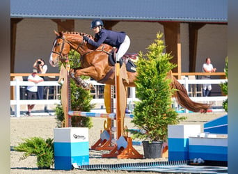 Westfaal, Ruin, 6 Jaar, 172 cm, Donkere-vos