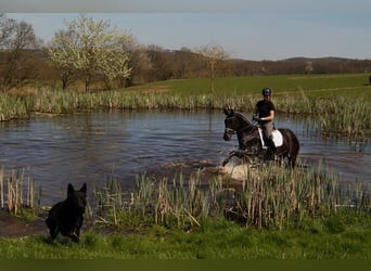 Westfaal, Ruin, 6 Jaar, 172 cm, Zwartbruin
