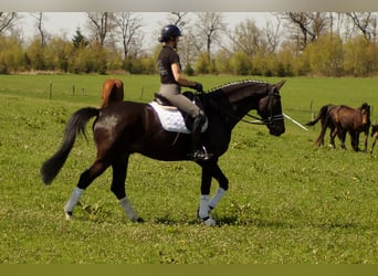 Westfaal, Ruin, 6 Jaar, 172 cm, Zwartbruin