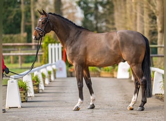 Westfaal, Ruin, 6 Jaar, 173 cm, Bruin