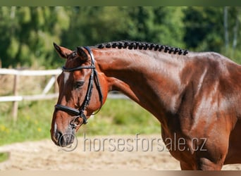 Westfaal, Ruin, 6 Jaar, 173 cm, Bruin