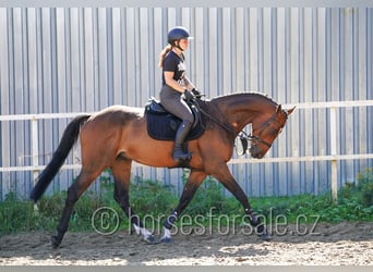 Westfaal, Ruin, 6 Jaar, 173 cm, Bruin