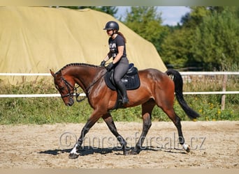 Westfaal, Ruin, 6 Jaar, 173 cm, Bruin