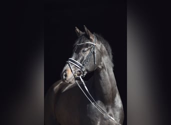 Westfaal, Ruin, 6 Jaar, 174 cm, Zwart