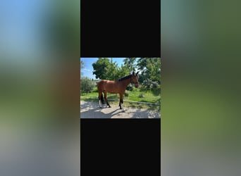 Westfaal, Ruin, 6 Jaar, 180 cm, Bruin