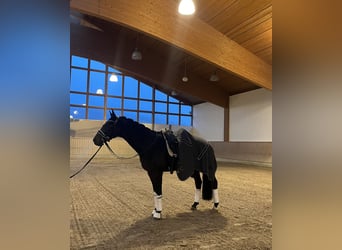 Westfaal, Ruin, 6 Jaar, Donkerbruin