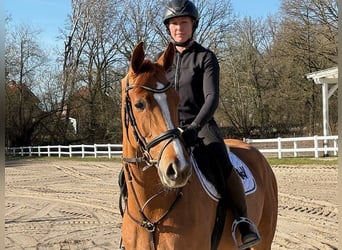 Westfaal, Ruin, 6 Jaar, Schimmel