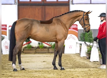 Westfaal, Ruin, 6 Jaar, Schimmel