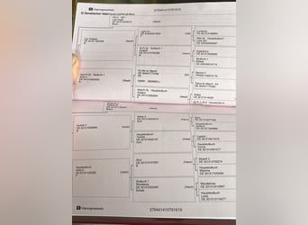 Westfaal, Ruin, 7 Jaar, 165 cm, Bruin