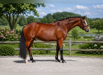 Westfaal, Ruin, 7 Jaar, 166 cm, Bruin