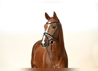 Westfaal, Ruin, 7 Jaar, 166 cm, Vos