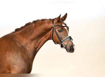 Westfaal, Ruin, 7 Jaar, 166 cm, Vos