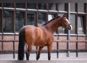 Westfaal, Ruin, 7 Jaar, 167 cm, Bruin