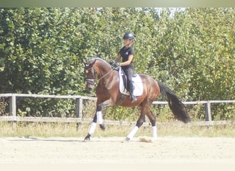 Westfaal, Ruin, 7 Jaar, 167 cm, Bruin