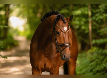 Westfaal, Ruin, 7 Jaar, 167 cm, Bruin