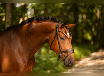 Westfaal, Ruin, 7 Jaar, 167 cm, Bruin