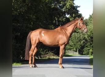 Westfaal, Ruin, 7 Jaar, 167 cm, Vos