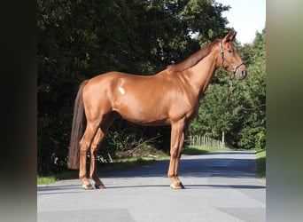 Westfaal, Ruin, 7 Jaar, 167 cm, Vos