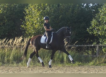 Westfaal, Ruin, 7 Jaar, 167 cm, Zwart
