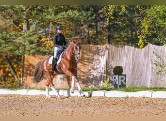 Westfaal, Ruin, 7 Jaar, 168 cm, Donkere-vos