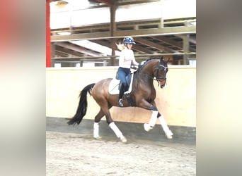 Westfaal, Ruin, 7 Jaar, 169 cm, Bruin