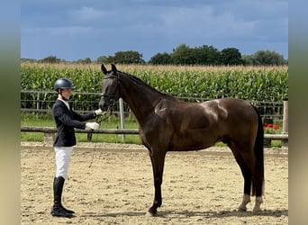 Westfaal, Ruin, 7 Jaar, 169 cm, Donkere-vos