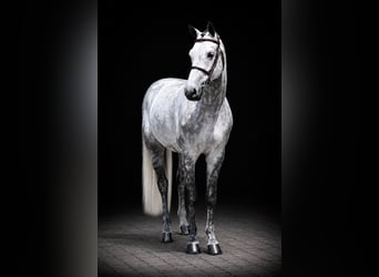Westfaal, Ruin, 7 Jaar, 169 cm, Schimmel